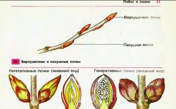 Виды почек растений Как различают почки