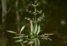 Частуха подорожниковая (Alisma plantago aquatica)